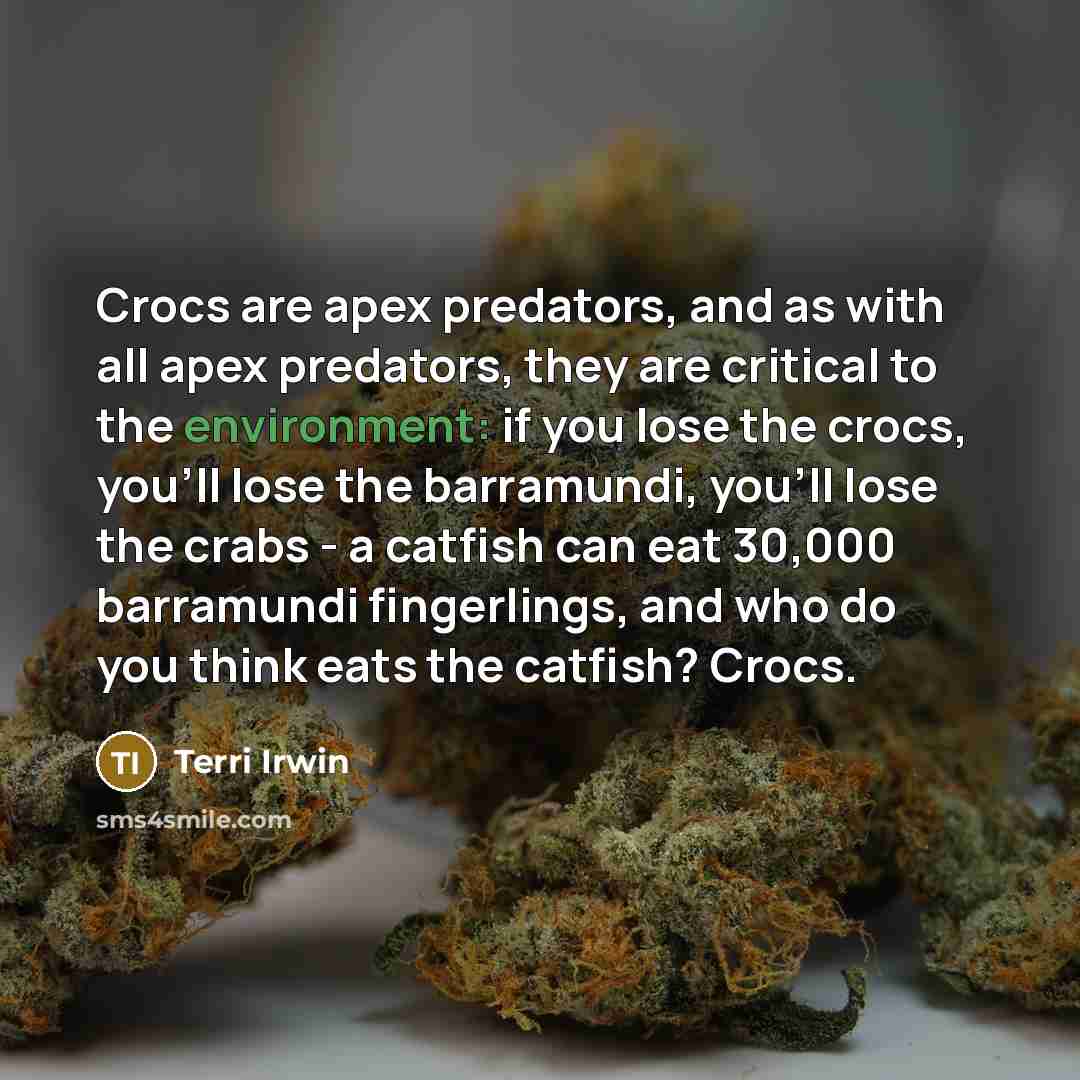 “Crocs are apex predators, and as with all apex predators,…” quote by Terri Irwin