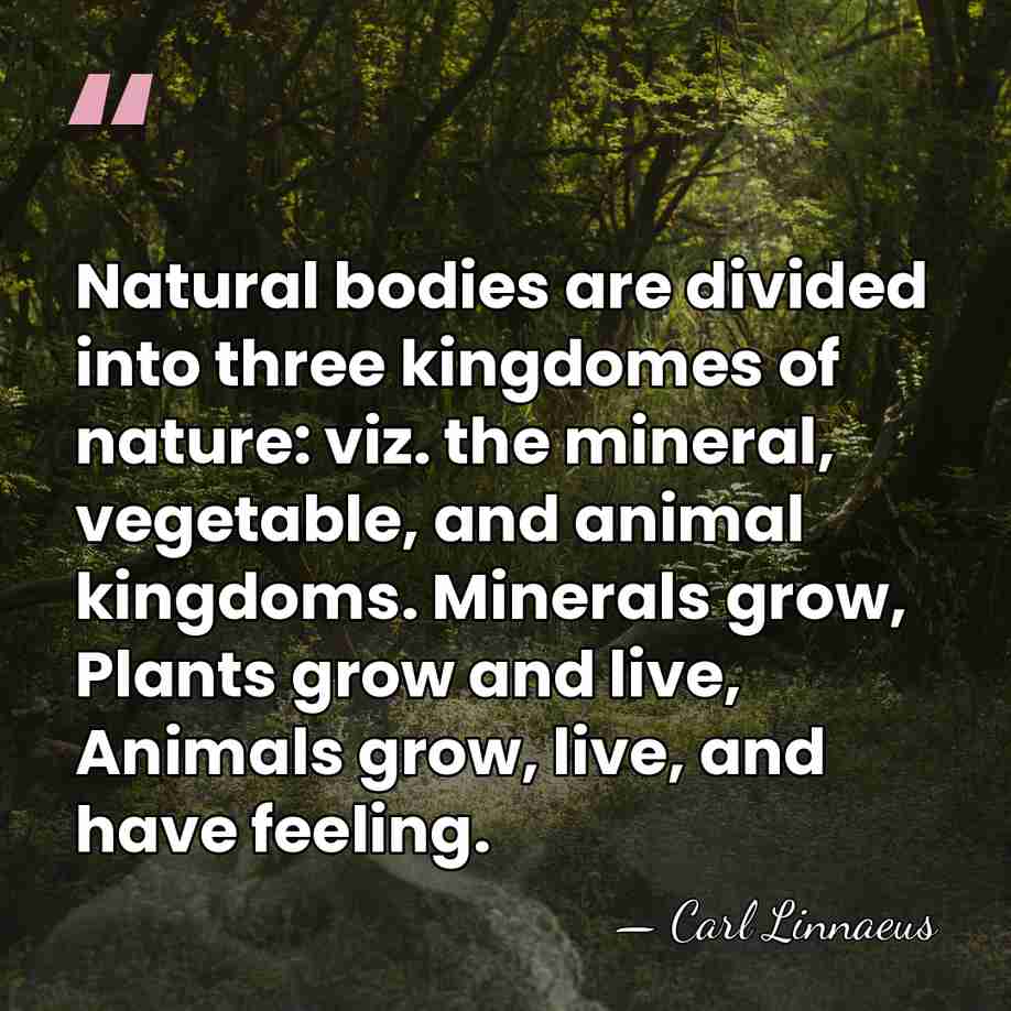 Natural bodies are divided into three kingdomes of nature: viz. the mineral,&hellip; - Carl Linnaeus