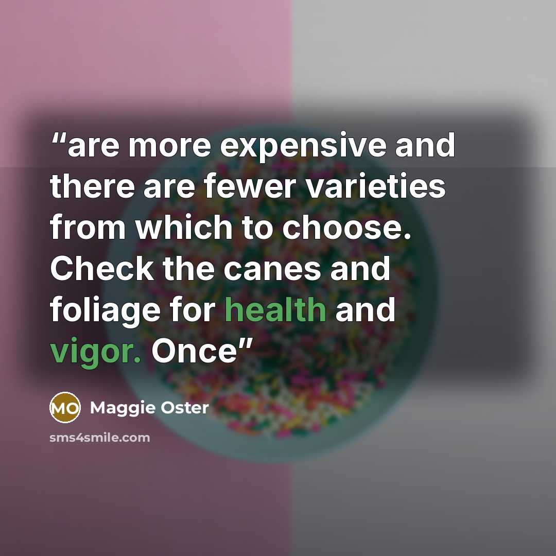 “are more expensive and there are fewer varieties from which to choose. Check the canes and foliage for health and vigor. Once” quote by Maggie Oster