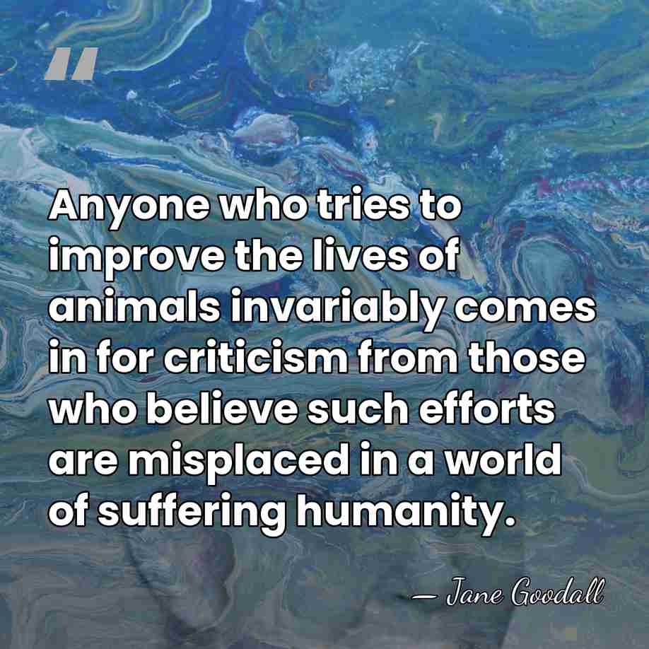 Anyone who tries to improve the lives of animals invariably comes in&hellip; - Jane Goodall