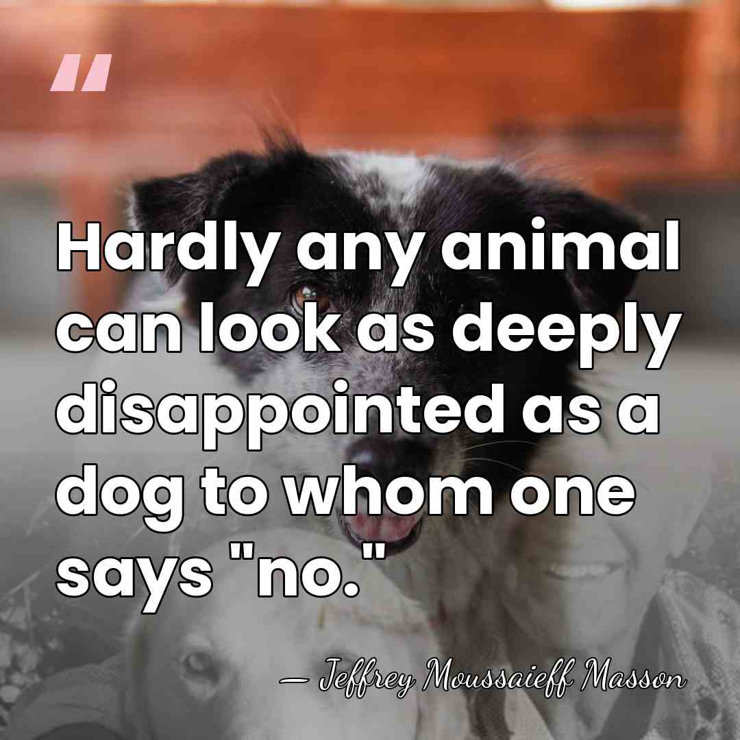 Hardly any animal can look as deeply disappointed as a dog to&hellip; - Jeffrey Moussaieff Masson