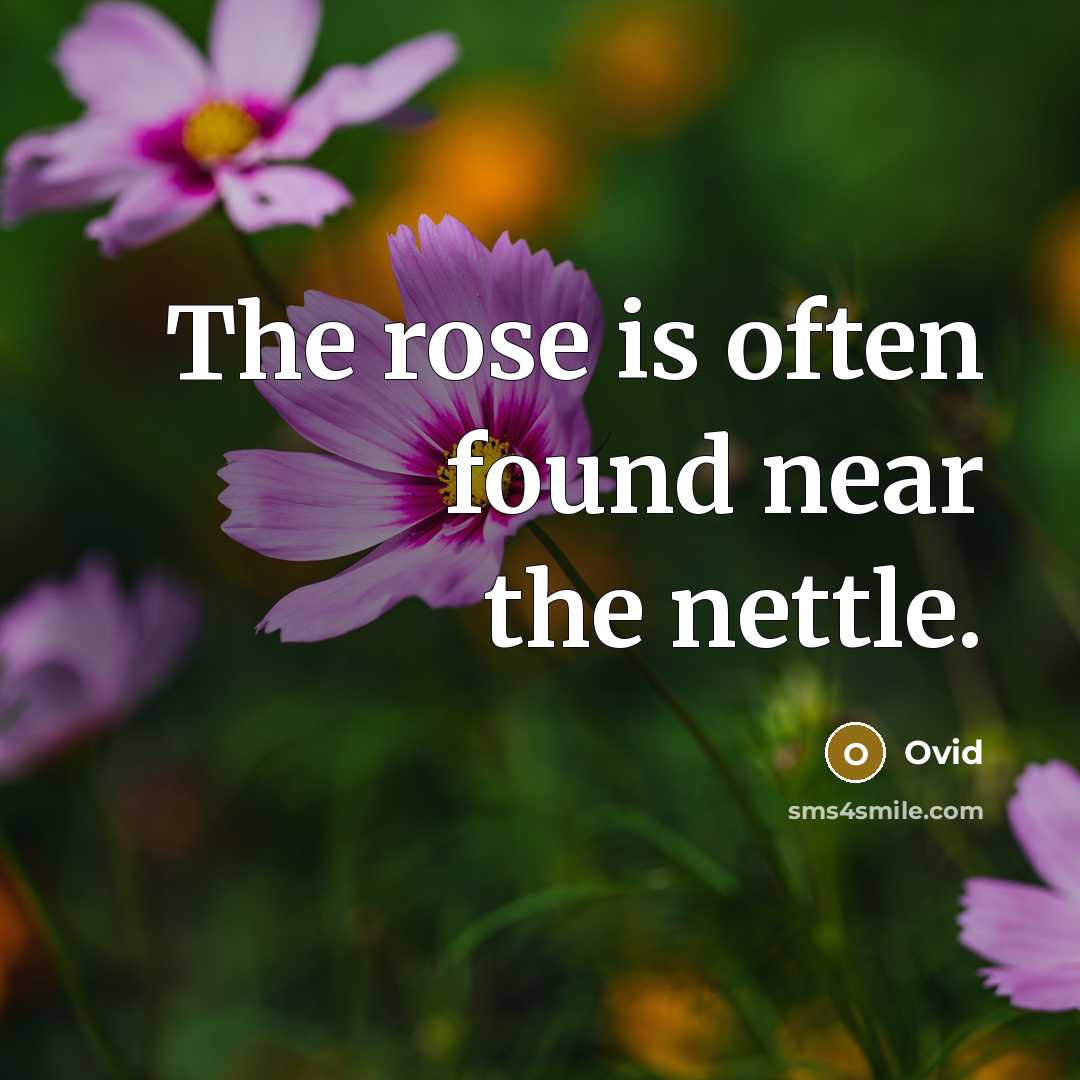 “The rose is often found near the nettle.” quote by Ovid