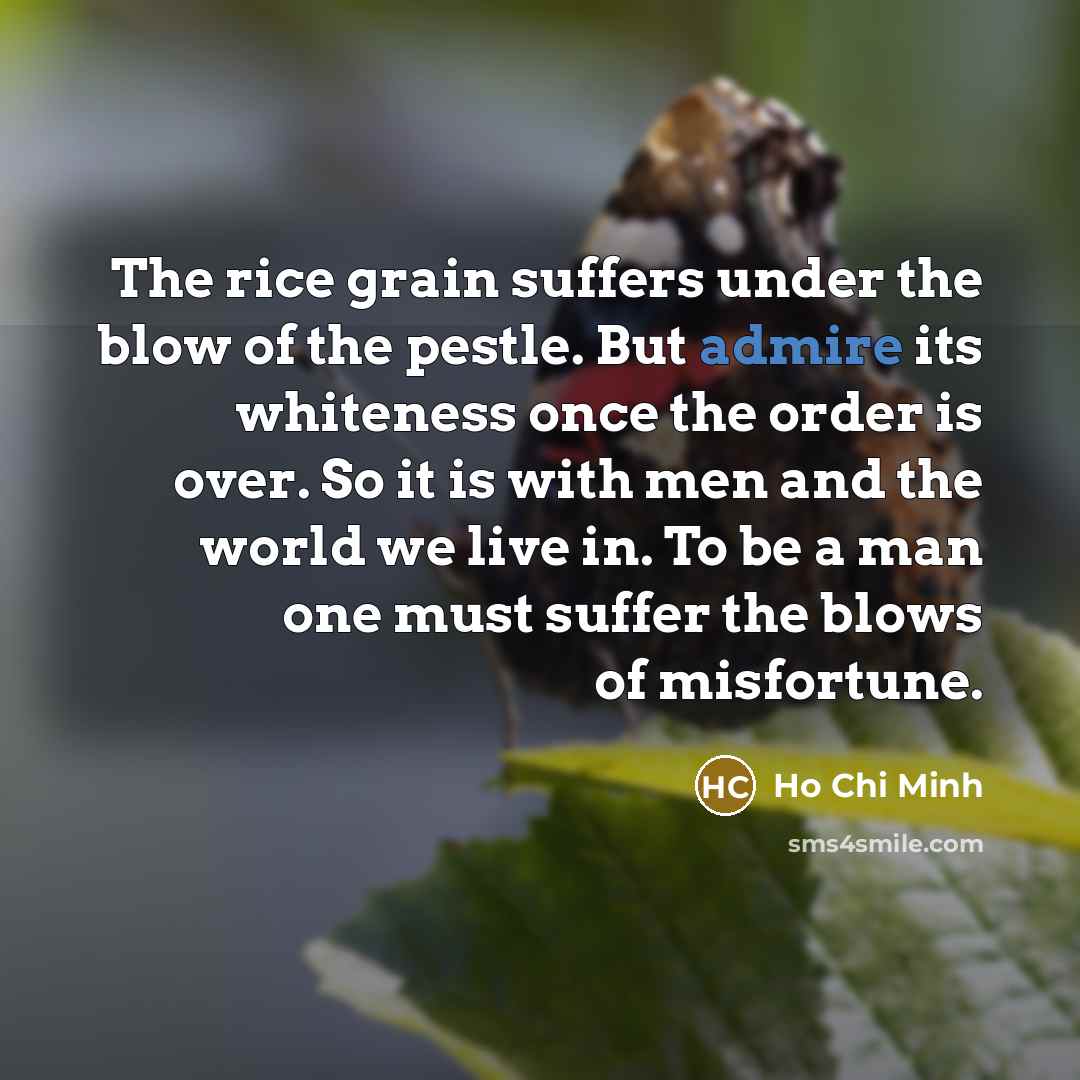 “The rice grain suffers under the blow of the pestle.…” quote by Ho Chi Minh