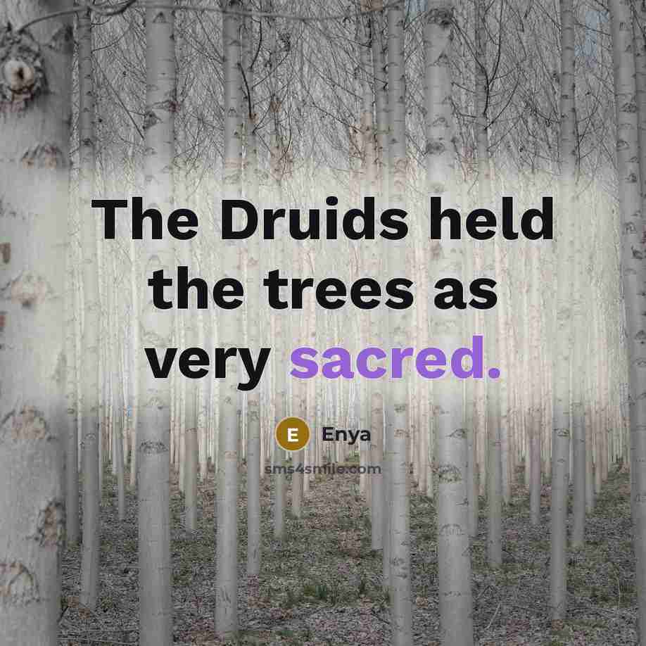 “The Druids held the trees as very sacred.” quote by Enya