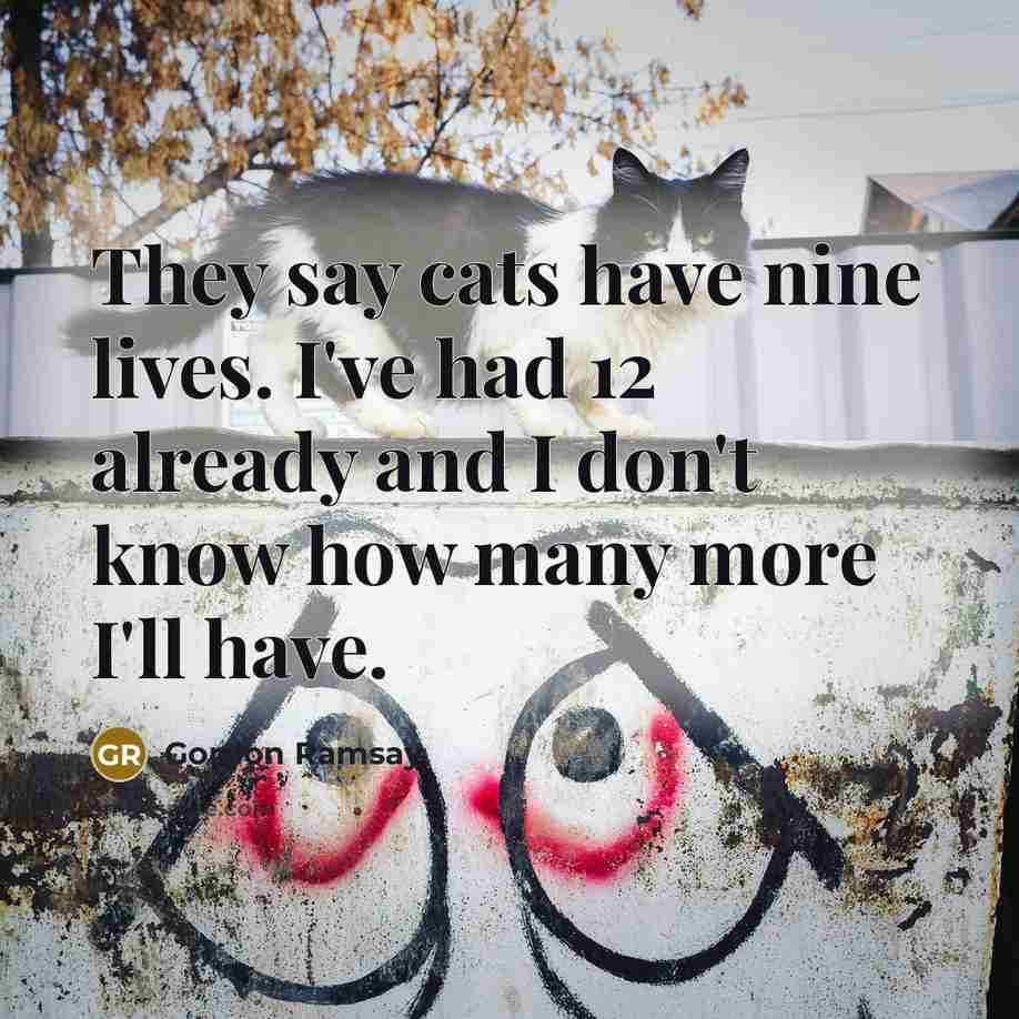 “They say cats have nine lives. I've had 12 already…” quote by Gordon Ramsay