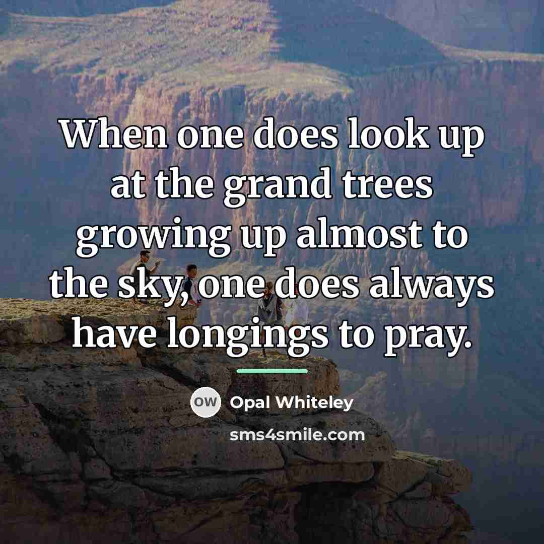 “When one does look up at the grand trees growing…” quote by Opal Whiteley