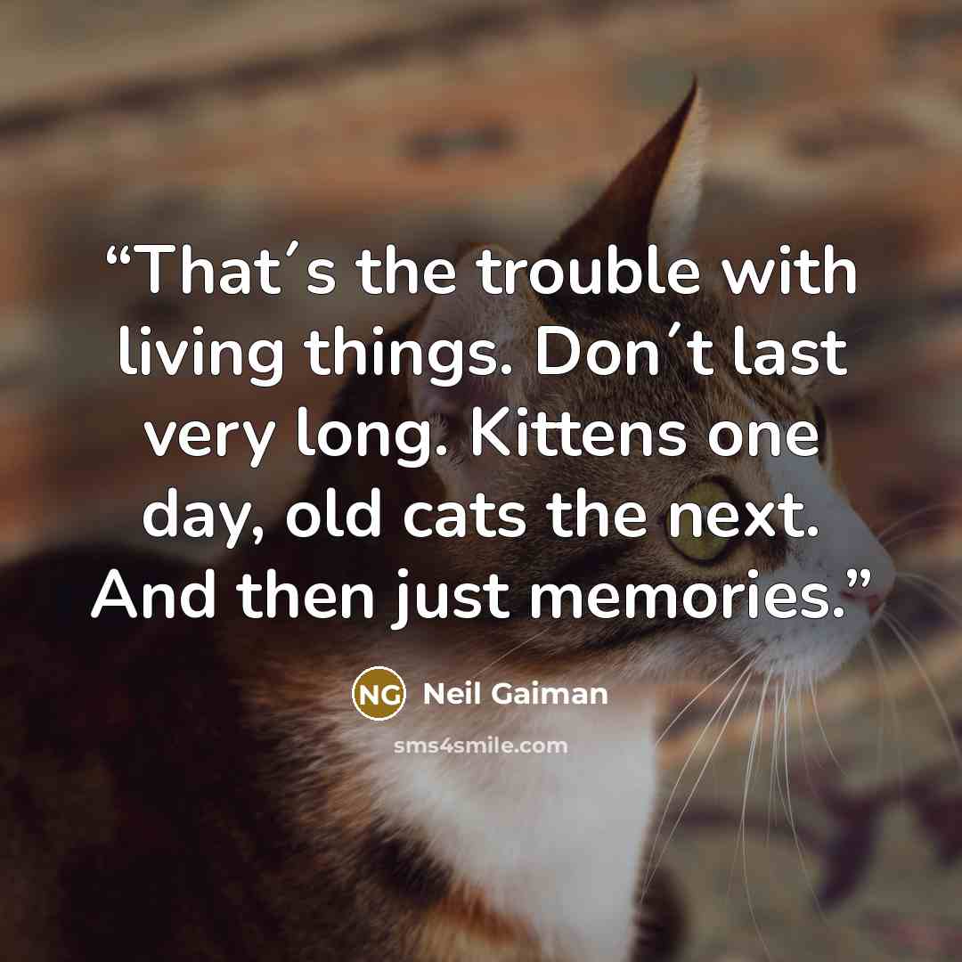 “That´s the trouble with living things. Don´t last very long. Kittens one day, old cats the next. And then just memories.” quote by Neil Gaiman