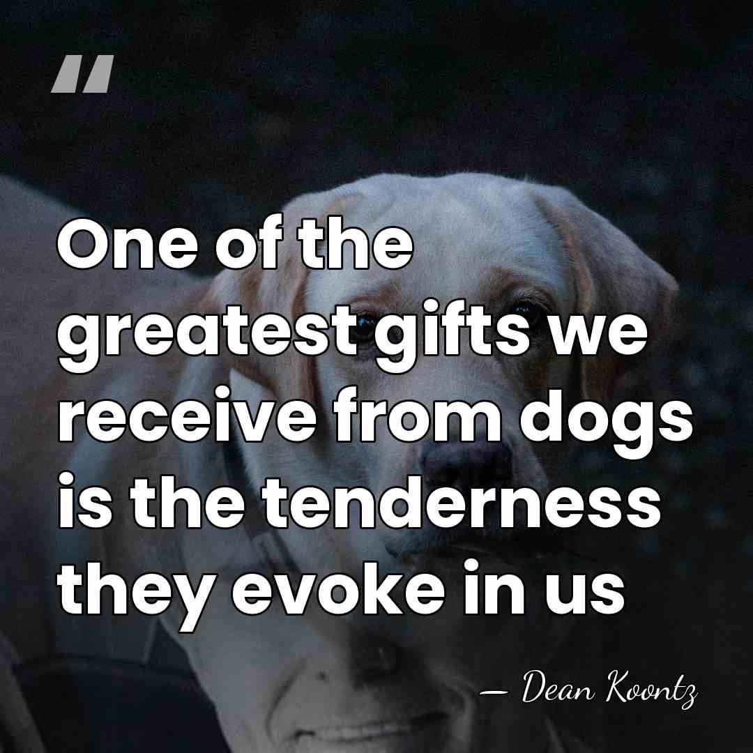 One of the greatest gifts we receive from dogs is the tenderness&hellip; - Dean Koontz