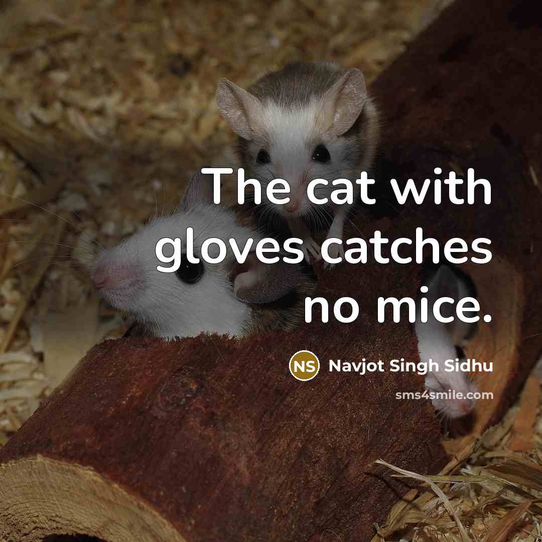 “The cat with gloves catches no mice.…” quote by Navjot Singh Sidhu