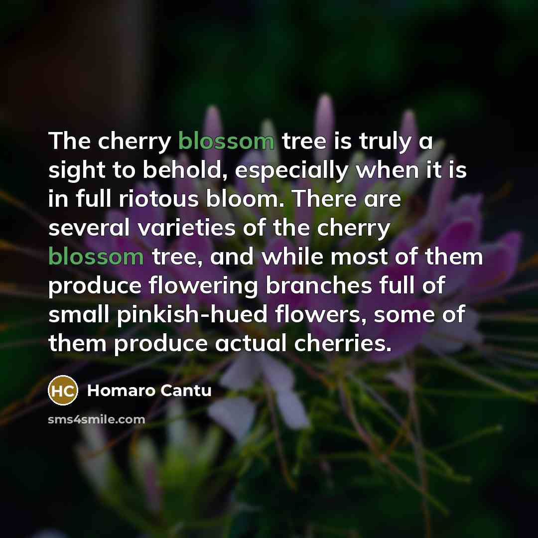 “The cherry blossom tree is truly a sight to behold,…” quote by Homaro Cantu