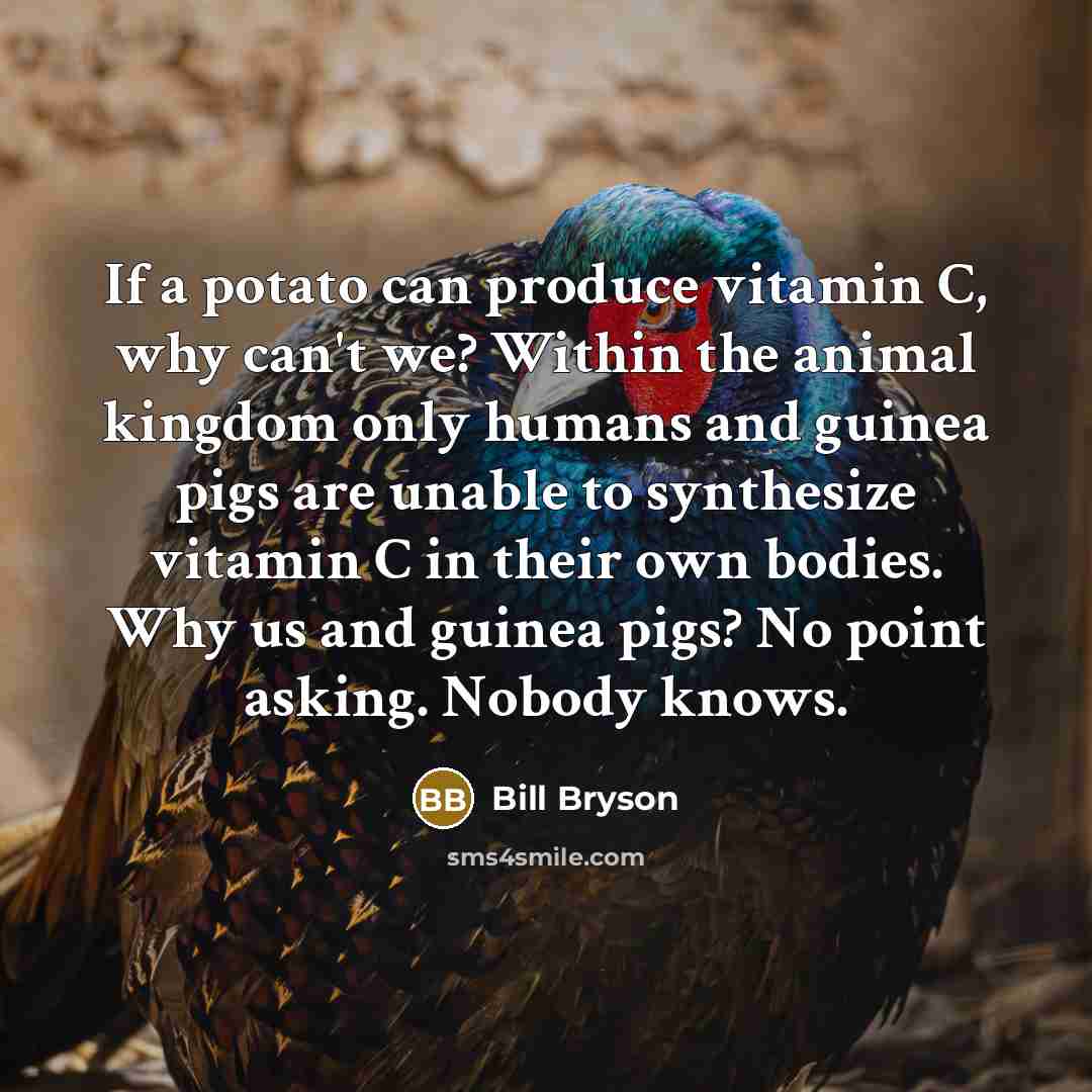“If a potato can produce vitamin C, why can't we?…” quote by Bill Bryson