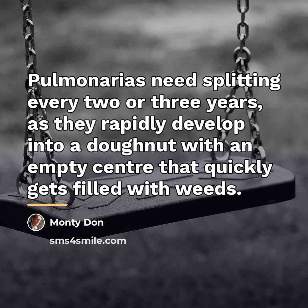“Pulmonarias need splitting every two or three years, as they…” quote by Monty Don