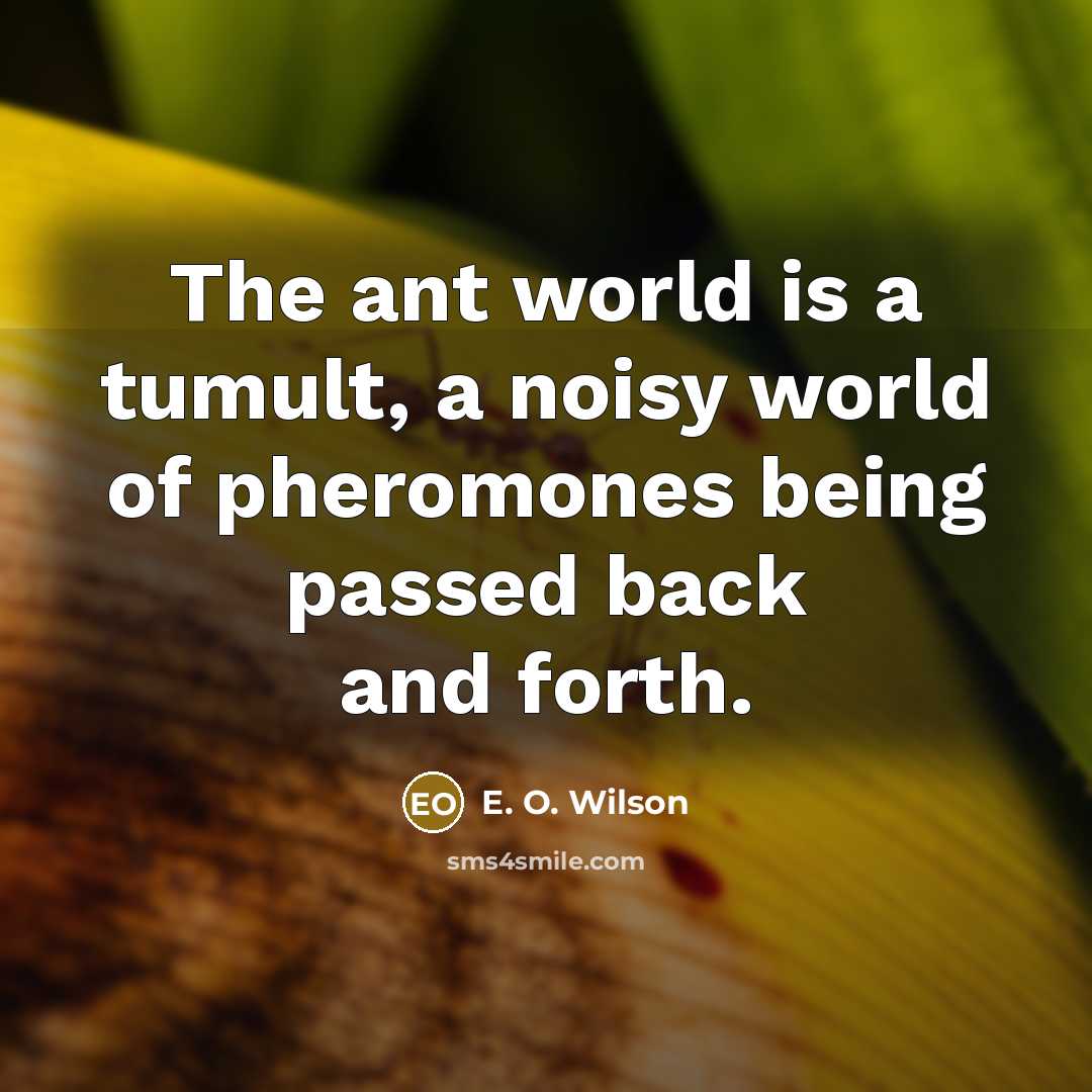 “The ant world is a tumult, a noisy world of…” quote by E. O. Wilson