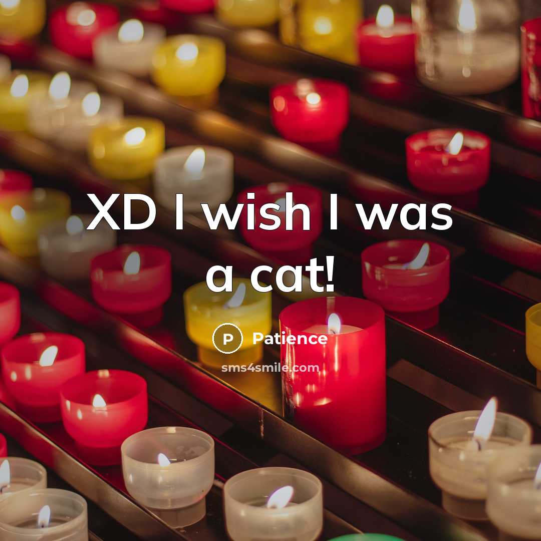 “XD I wish I was a cat!” quote by Patience