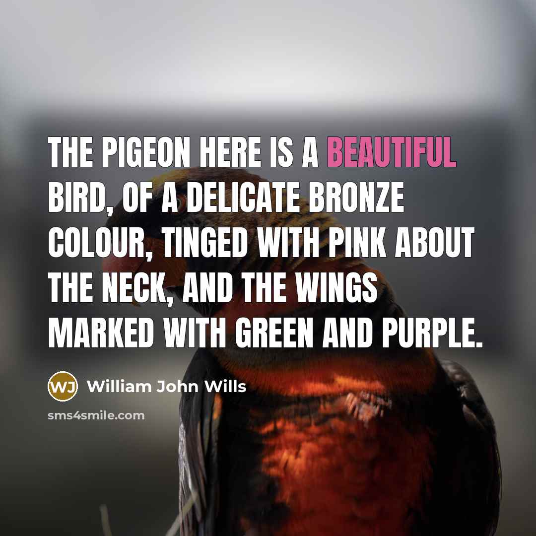 “The pigeon here is a beautiful bird, of a delicate…” quote by William John Wills