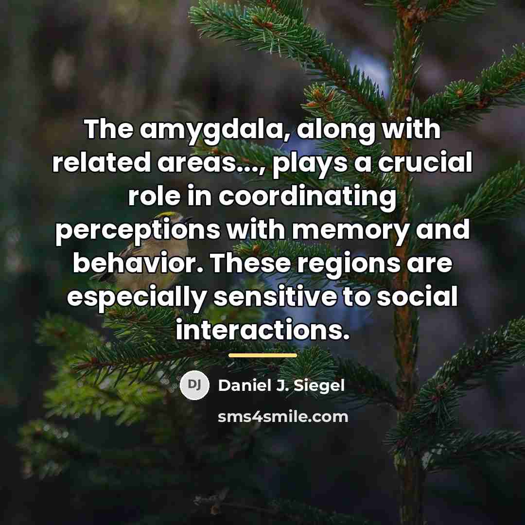 “The amygdala, along with related areas..., plays a crucial role…” quote by Daniel J. Siegel