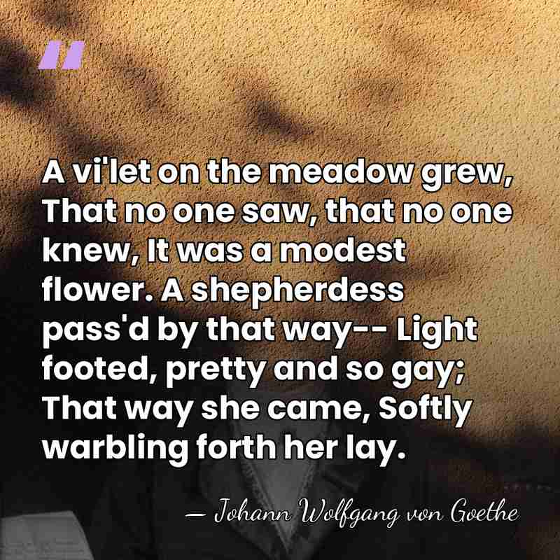 A vi'let on the meadow grew, That no one saw, that no&hellip; - Johann Wolfgang von Goethe