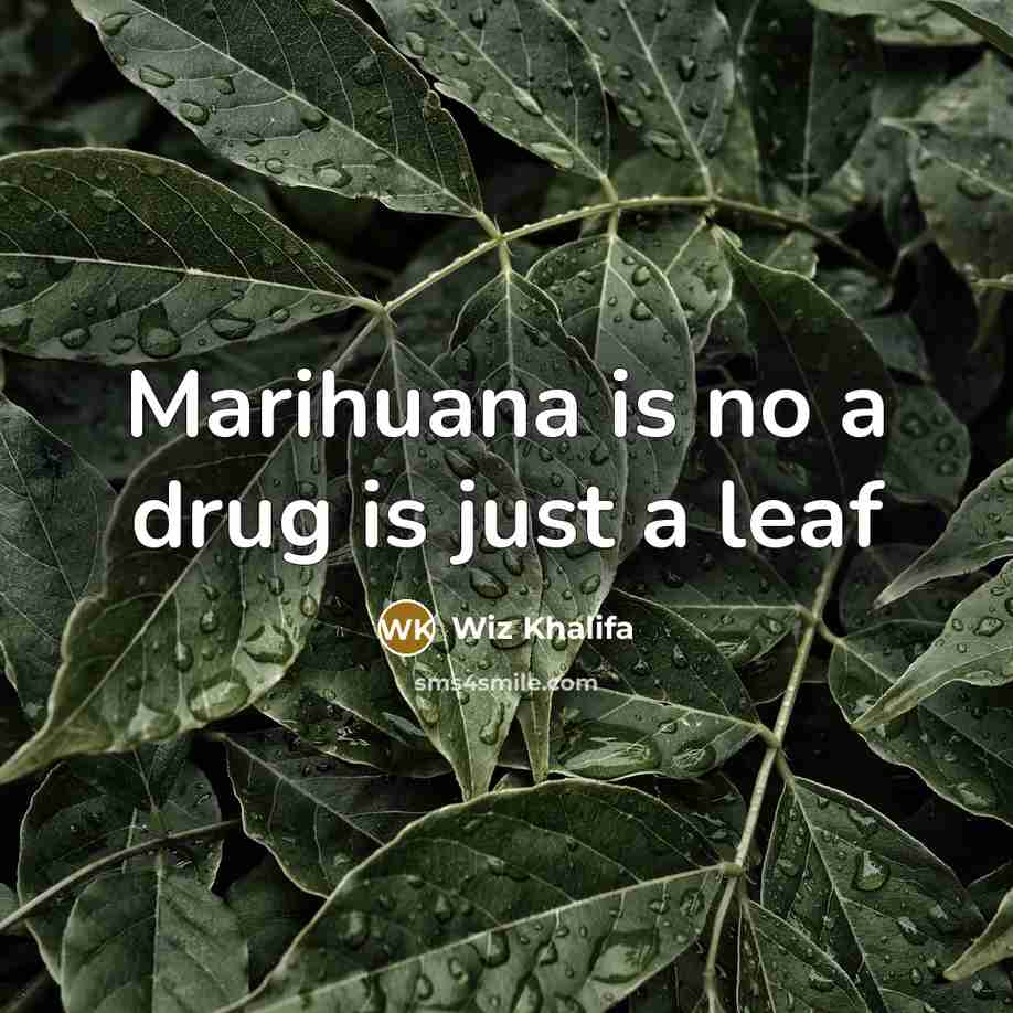 “Marihuana is no a drug is just a leaf…” quote by Wiz Khalifa
