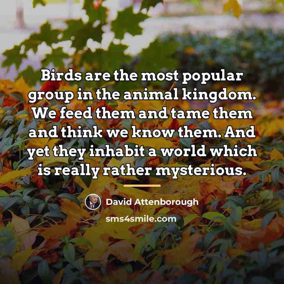 “Birds are the most popular group in the animal kingdom.…” quote by David Attenborough
