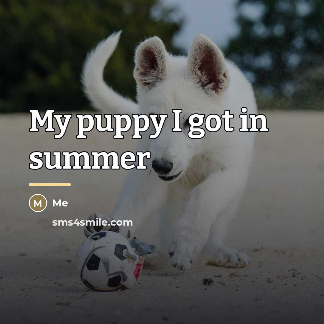 “My puppy I got in summer…” quote by Me