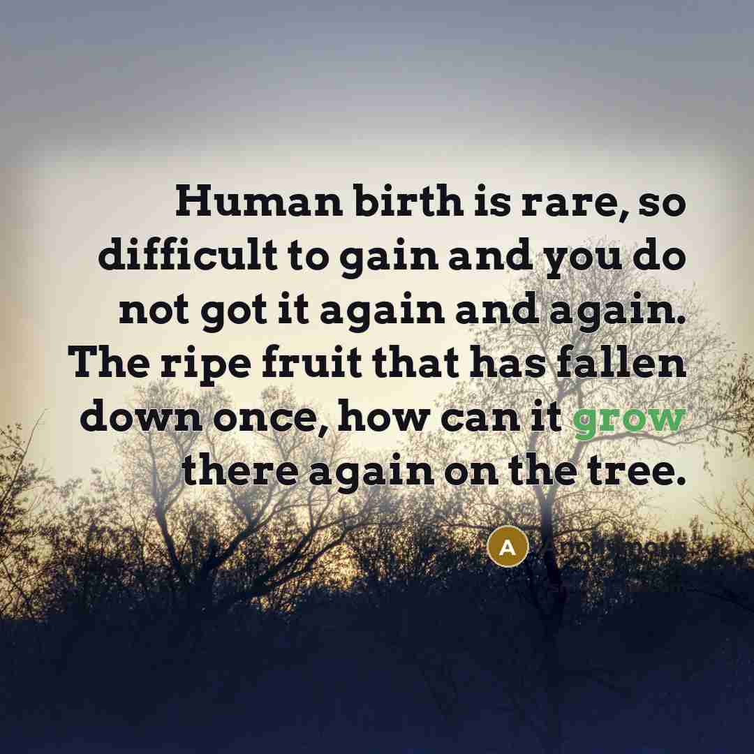 “Human birth is rare, so difficult to gain and you do not got it again and again. The ripe fruit that has fallen down once, how can it grow there again on the tree.” quote by Anonymous