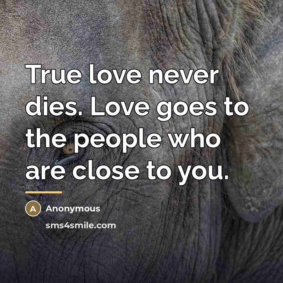 “True love never dies. Love goes to the people who…” quote by Anonymous