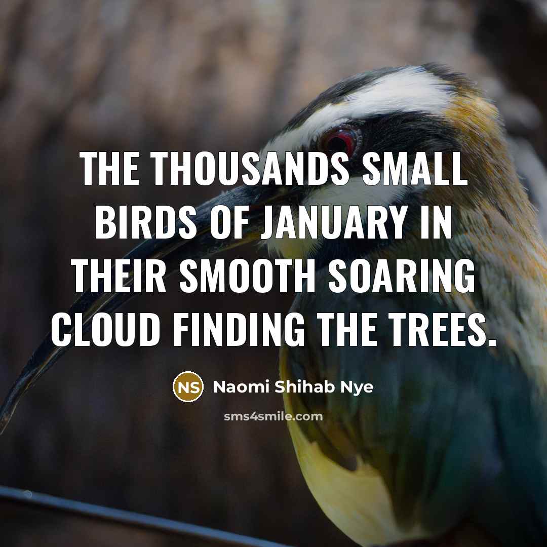 “The thousands small birds of January in their smooth soaring…” quote by Naomi Shihab Nye