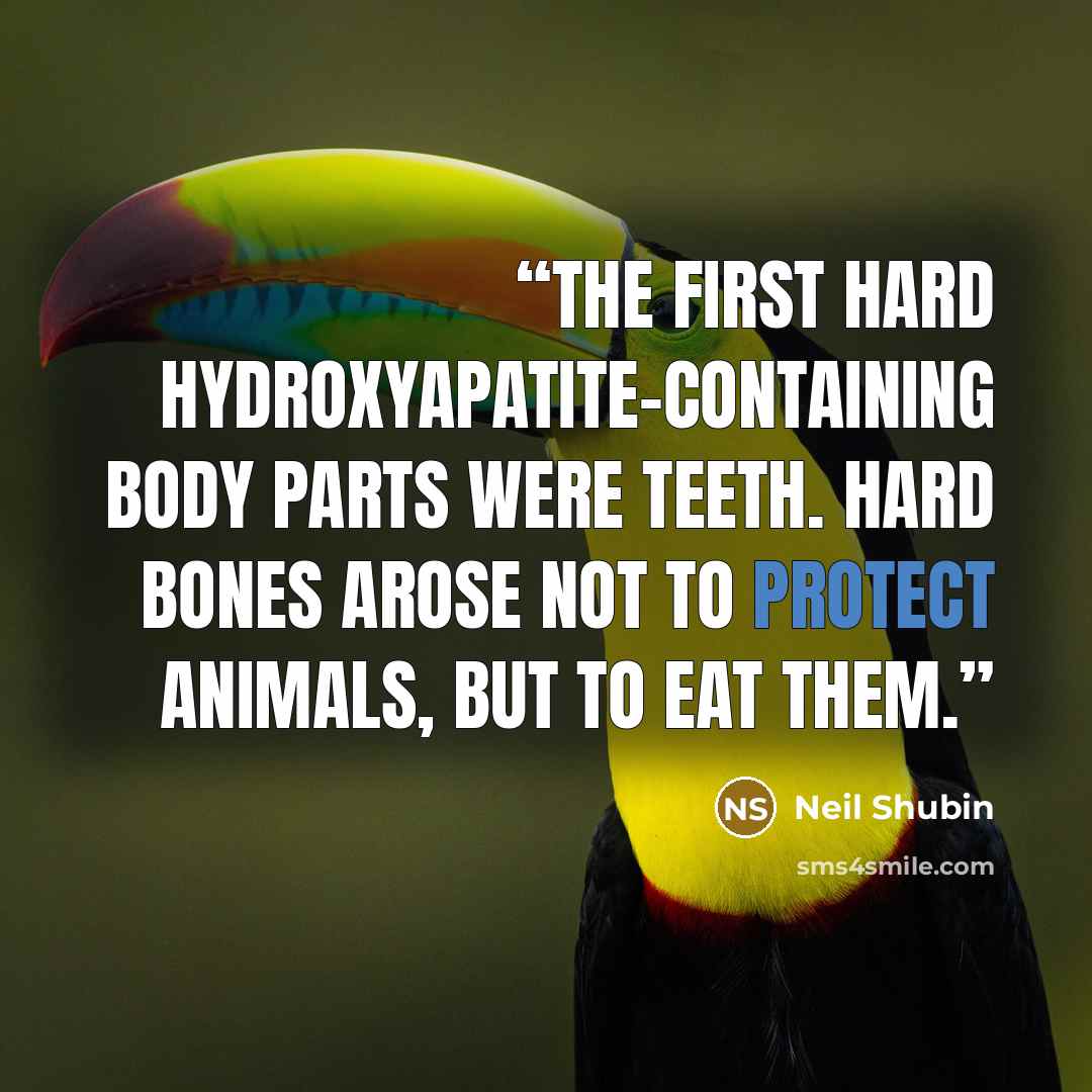 “The first hard hydroxyapatite-containing body parts were teeth. Hard bones arose not to protect animals, but to eat them.” quote by Neil Shubin