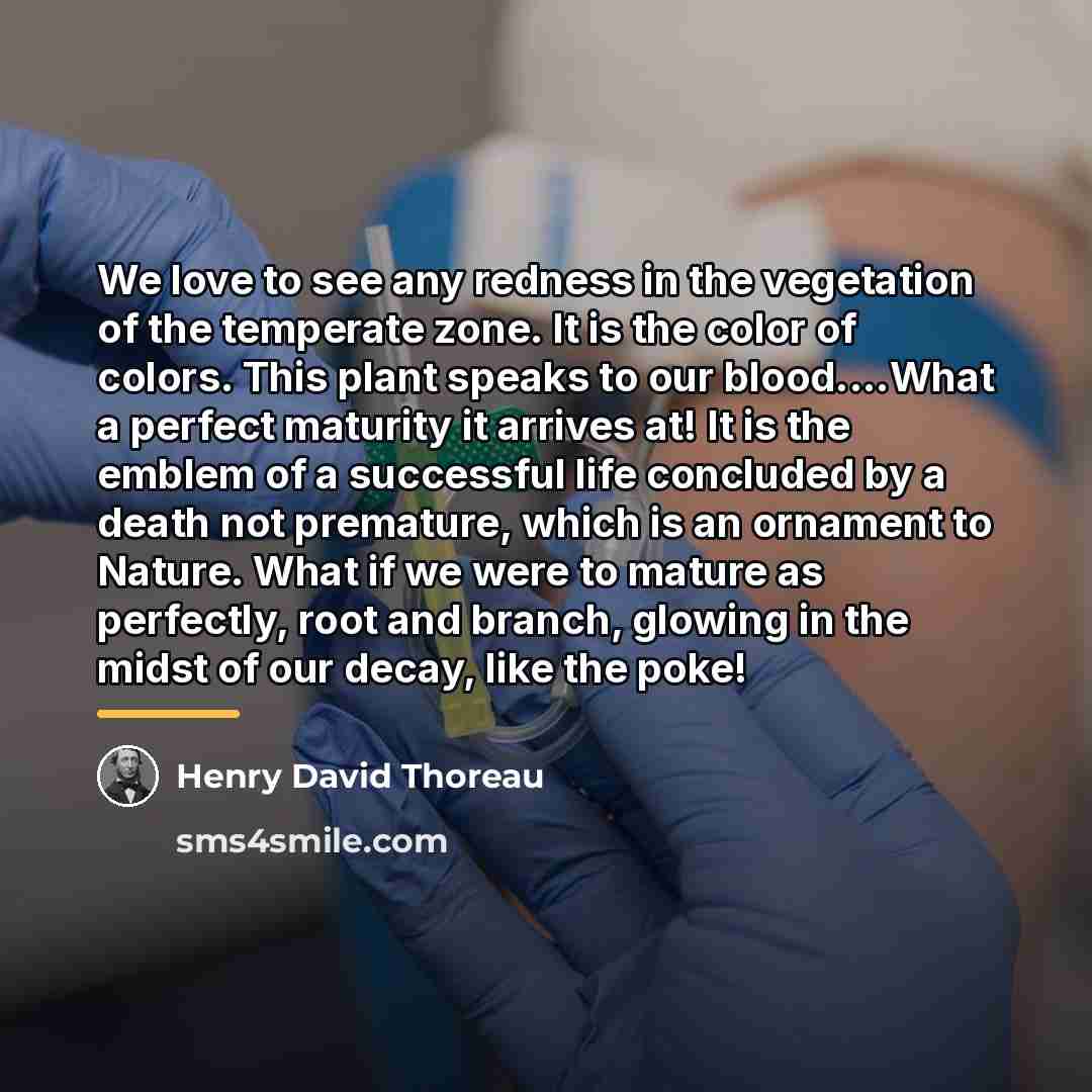 “We love to see any redness in the vegetation of…” quote by Henry David Thoreau