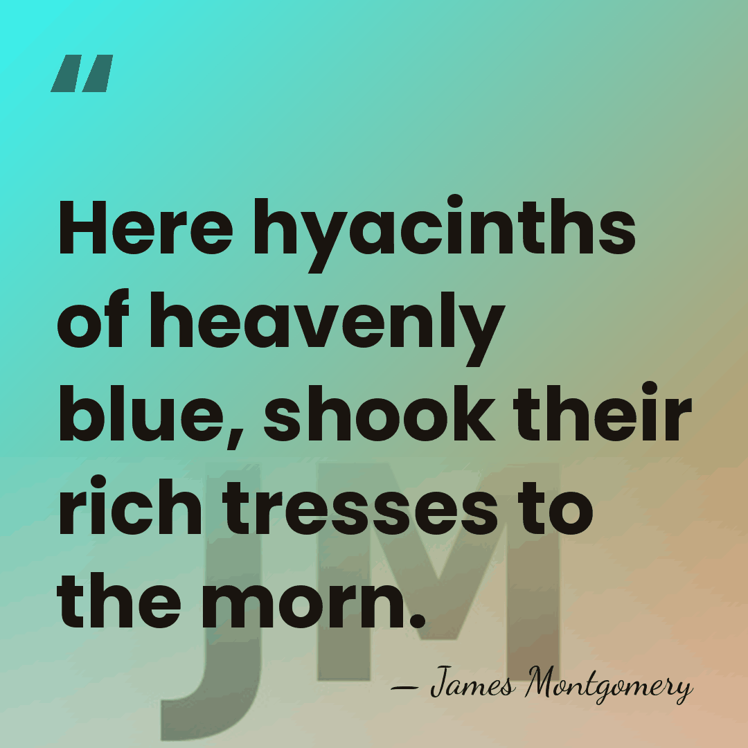 Here hyacinths of heavenly blue, shook their rich tresses to the morn. - James Montgomery