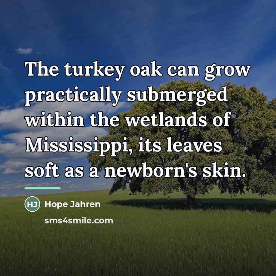 “The turkey oak can grow practically submerged within the wetlands…” quote by Hope Jahren