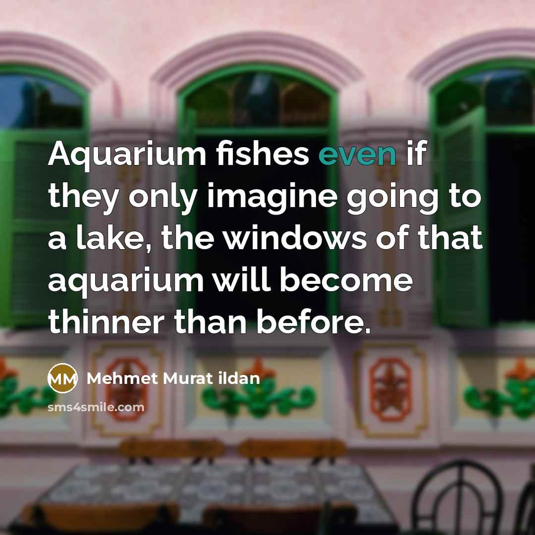 “Aquarium fishes even if they only imagine going to a…” quote by Mehmet Murat Ildan