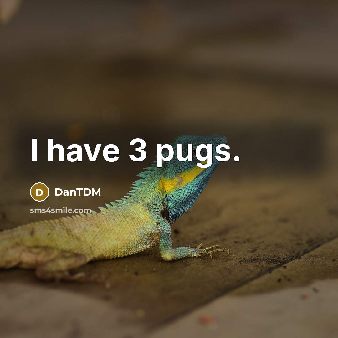 “I have 3 pugs.” quote by DanTDM