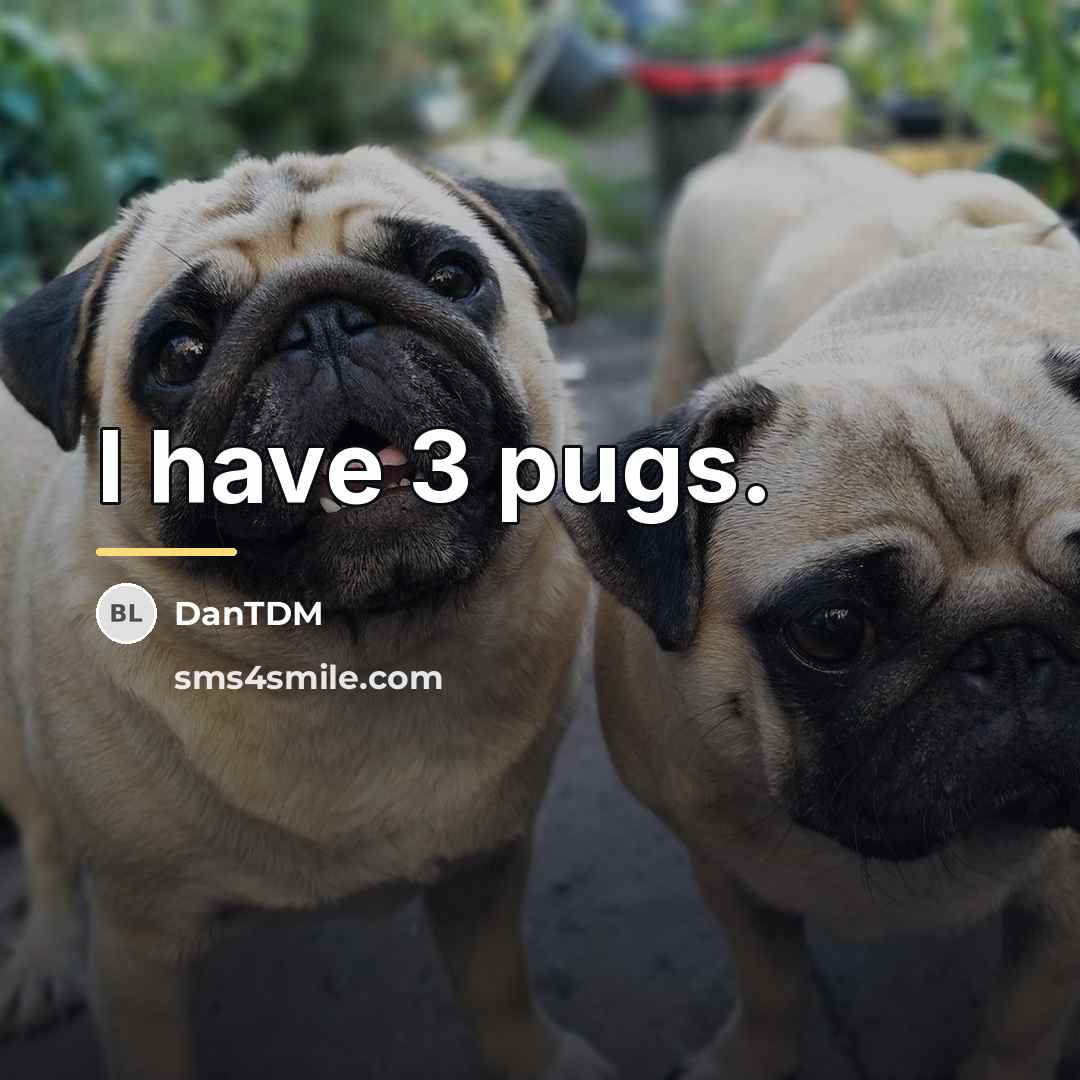 “I have 3 pugs.…” quote by DanTDM