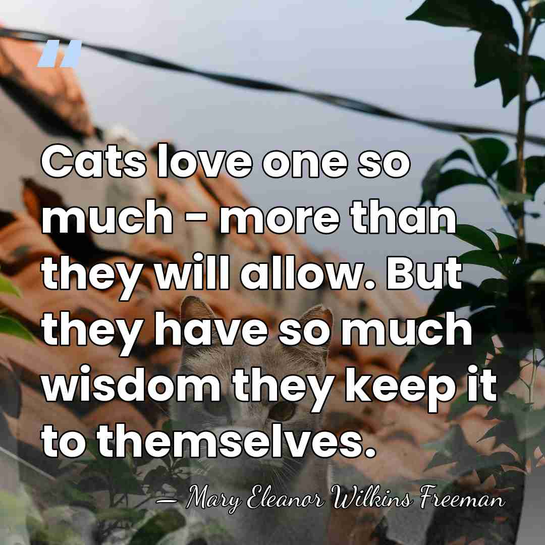 Cats love one so much - more than they will allow. But&hellip; - Mary Eleanor Wilkins Freeman
