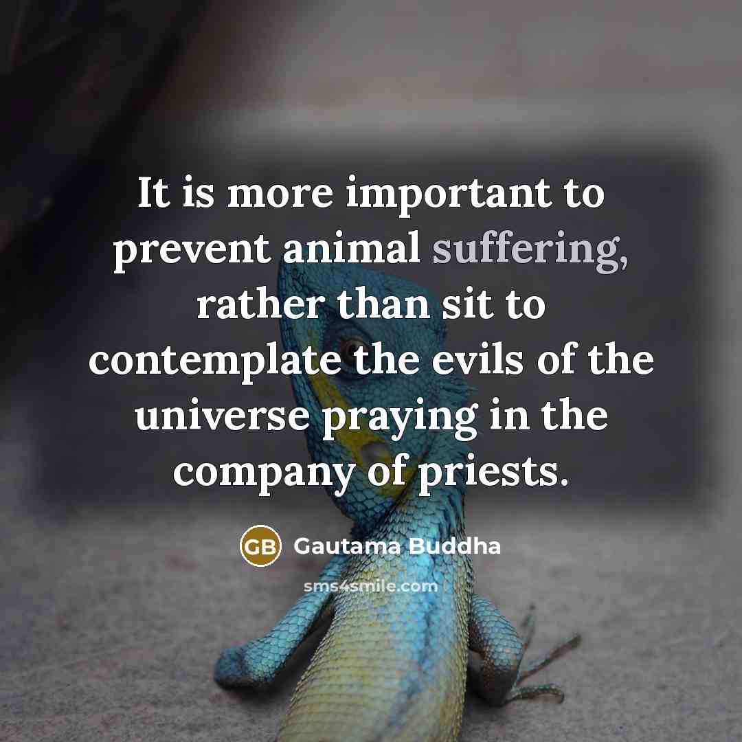 “It is more important to prevent animal suffering, rather than…” quote by Gautama Buddha