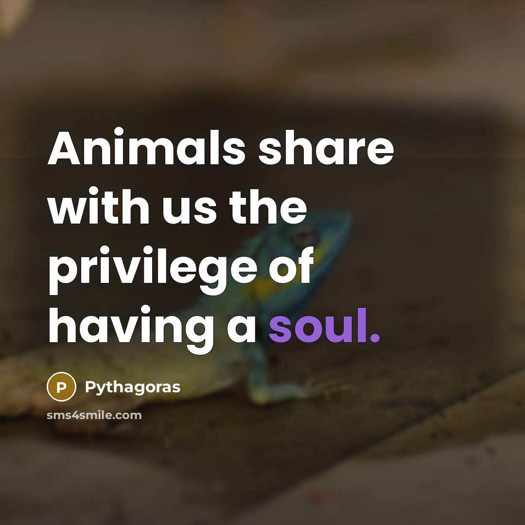 “Animals share with us the privilege of having a soul.…” quote by Pythagoras