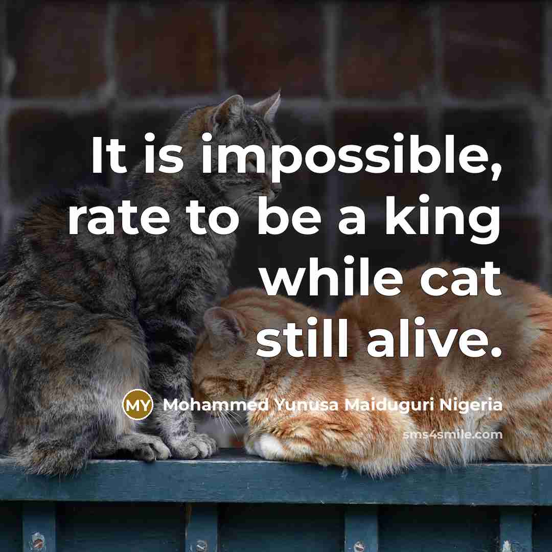 “It is impossible, rate to be a king while cat still alive.” quote by Mohammed Yunusa Maiduguri Nigeria