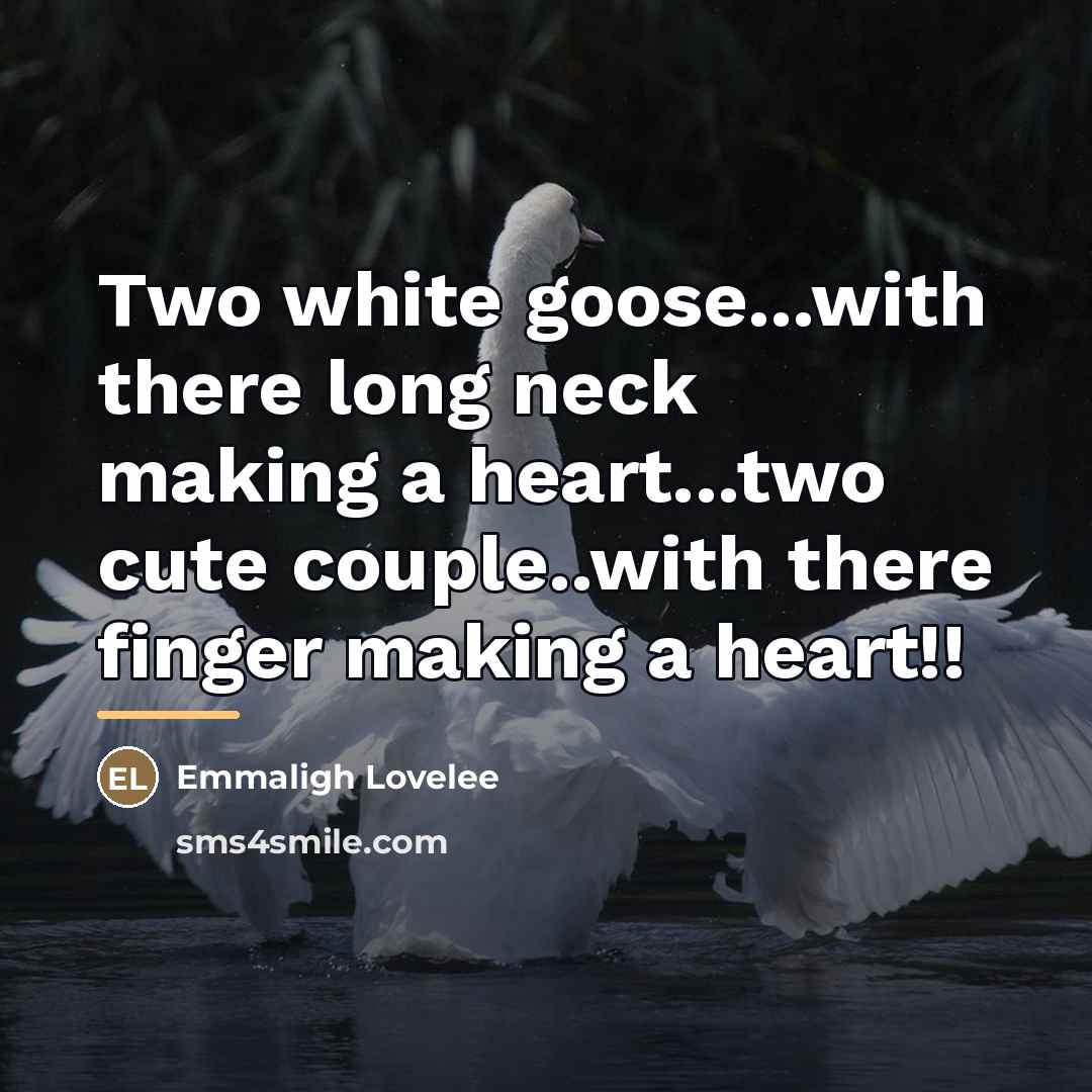 “Two white goose...with there long neck making a heart...two cute…” quote by Emmaligh Lovelee