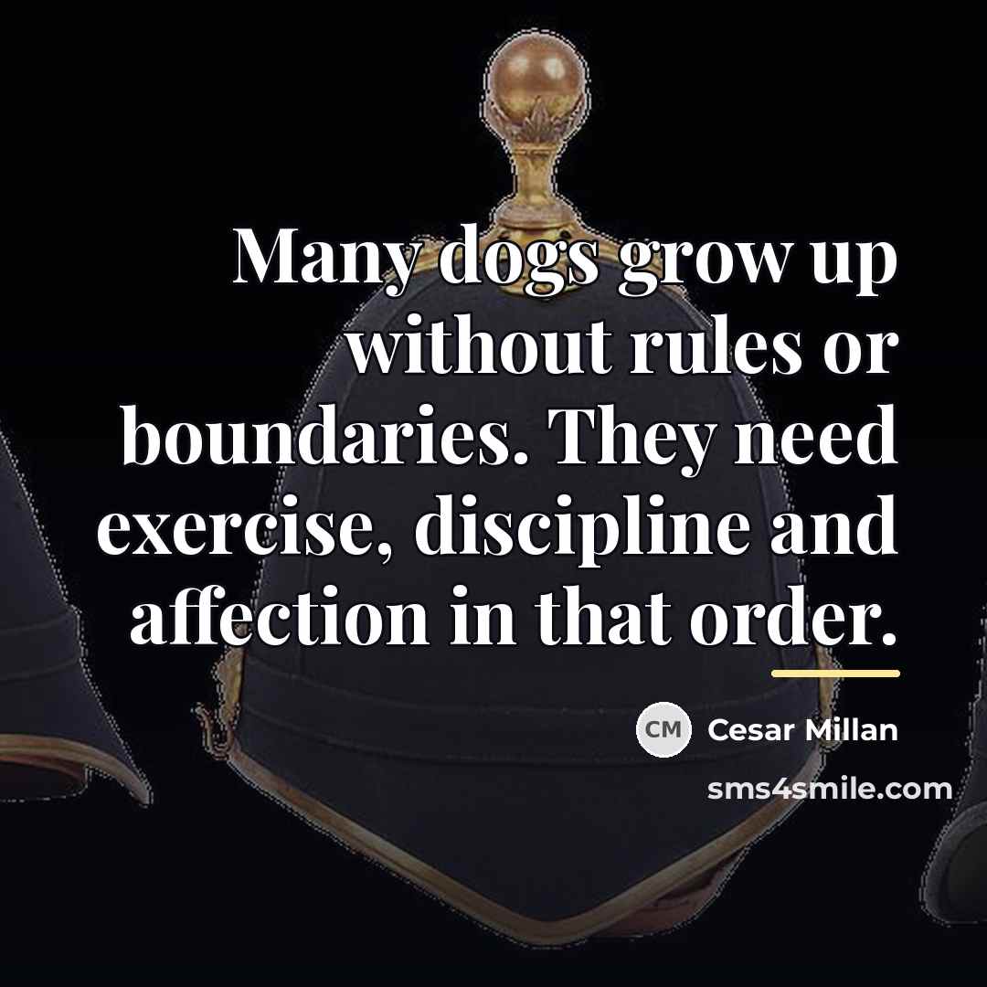 “Many dogs grow up without rules or boundaries. They need…” quote by Cesar Millan