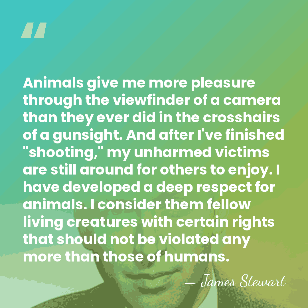 Animals give me more pleasure through the viewfinder of a camera than&hellip; - James Stewart