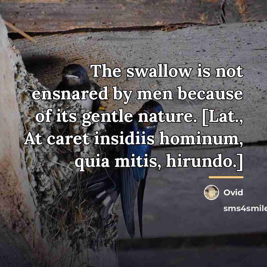 “The swallow is not ensnared by men because of its…” quote by Ovid