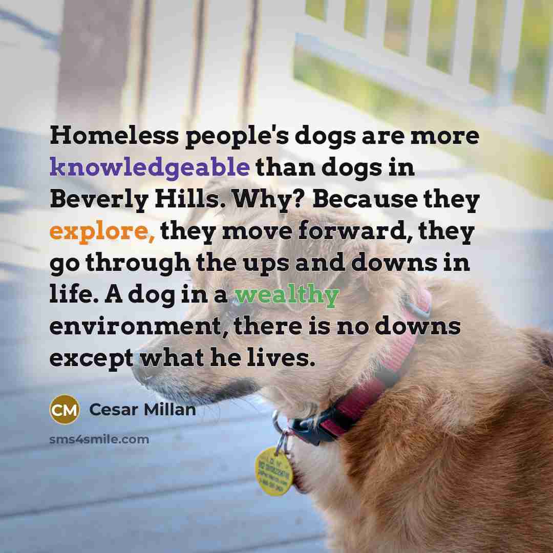 “Homeless people's dogs are more knowledgeable than dogs in Beverly Hills. Why? Because they explore, they move forward, they go through the ups and downs in life. A dog in a wealthy environment, there is no downs except what he lives.” quote by Cesar Millan