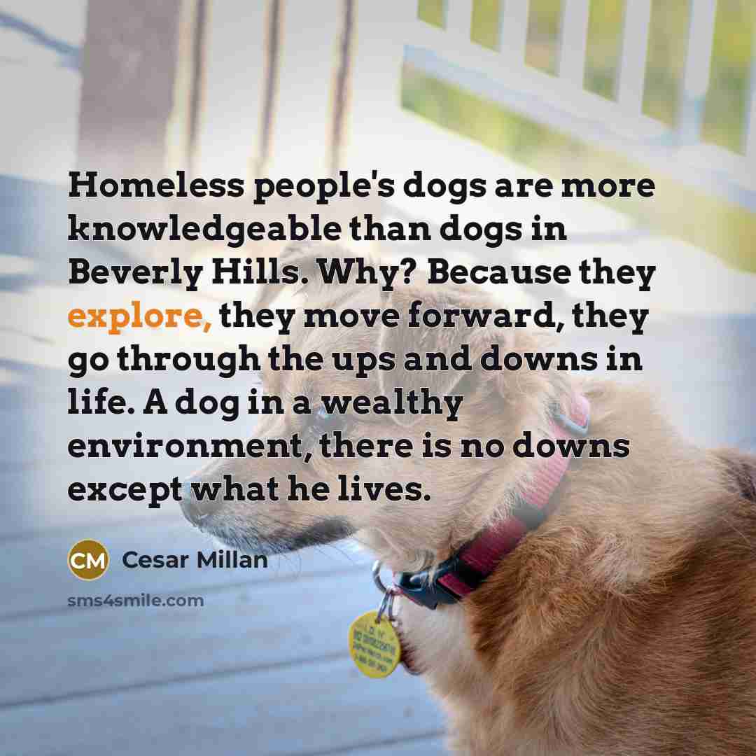 “Homeless people's dogs are more knowledgeable than dogs in Beverly…” quote by Cesar Millan