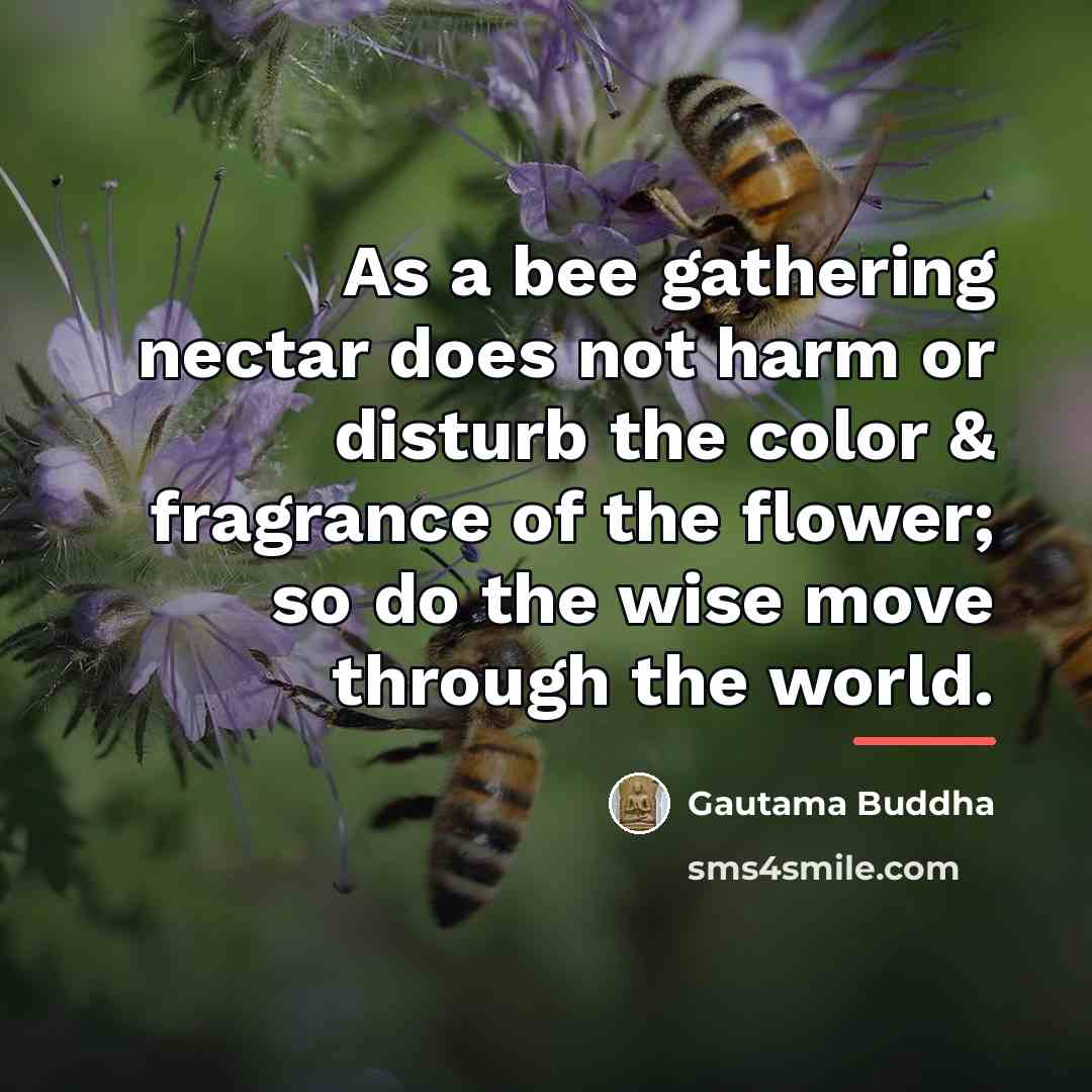 “As a bee gathering nectar does not harm or disturb…” quote by Gautama Buddha