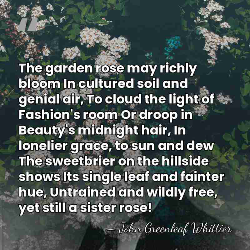 The garden rose may richly bloom In cultured soil and genial air,&hellip; - John Greenleaf Whittier