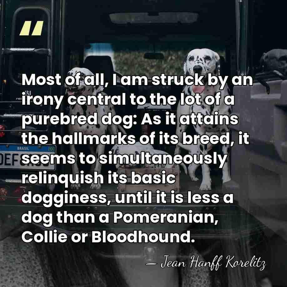 Most of all, I am struck by an irony central to the&hellip; - Jean Hanff Korelitz