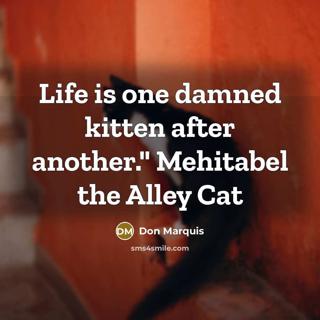 “Life is one damned kitten after another." Mehitabel the Alley…” quote by Don Marquis