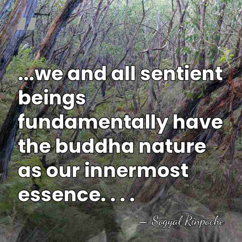 ...we and all sentient beings fundamentally have the buddha nature as our&hellip; - Sogyal Rinpoche