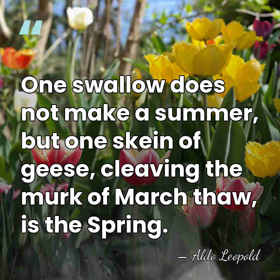 One swallow does not make a summer, but one skein of geese,&hellip; - Aldo Leopold